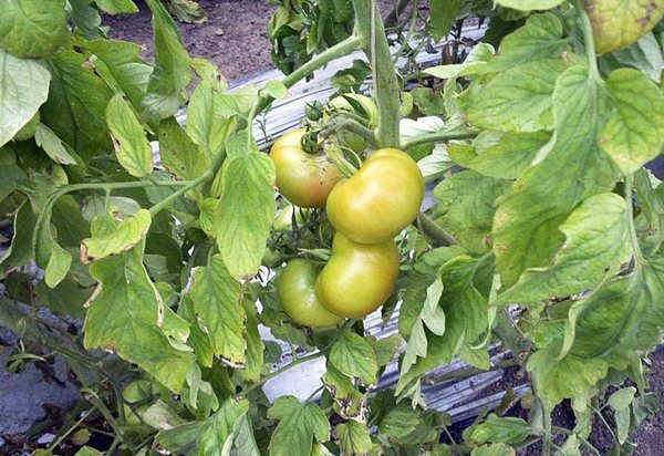 tomatoes_nethouse