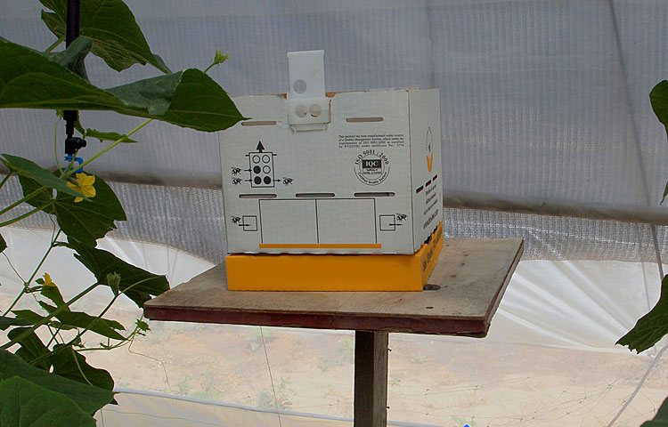 bumblebees_pollination