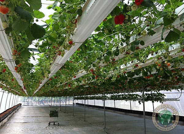 strawberries_in_greenhouse