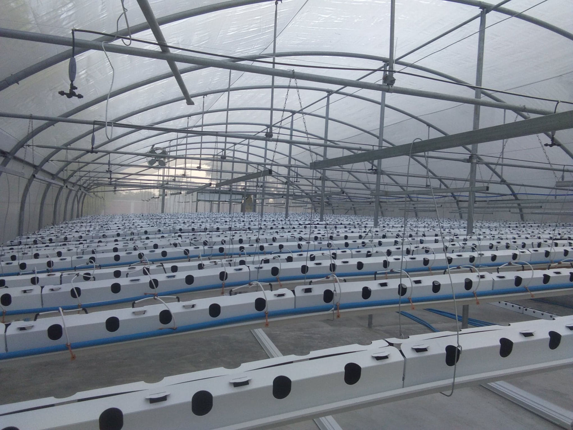 280_sqm_all_done_strawberies