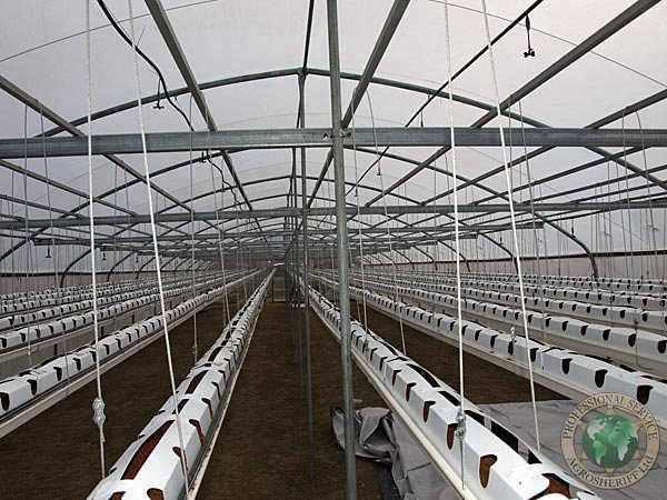 strawberry_greenhouse