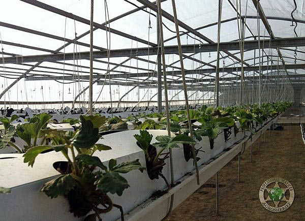 seedlings_strawberry