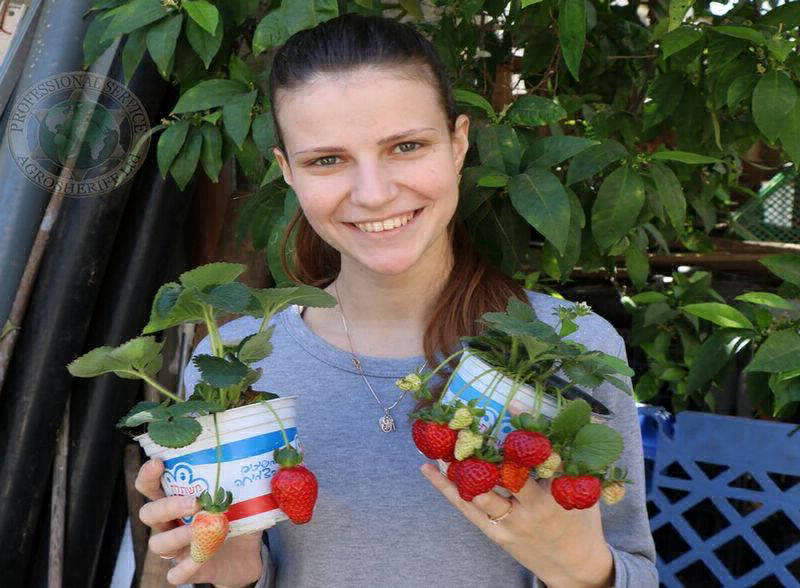 agrosheriff_strawbery