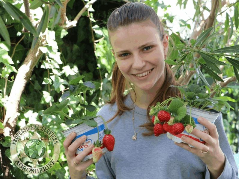 agrosheriff strawberries