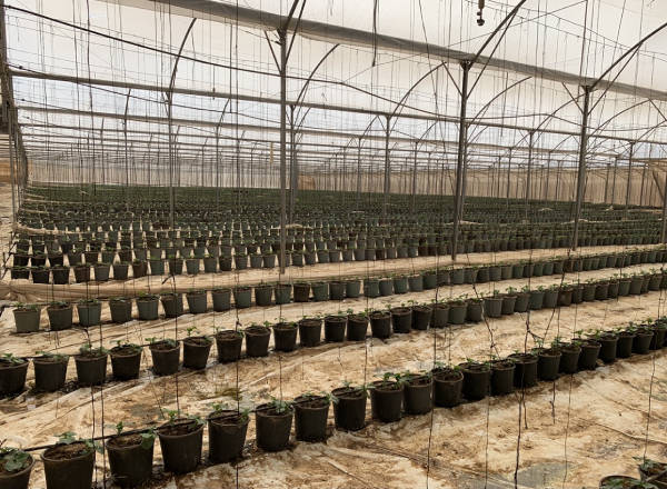 cucumbers_seedlings_Nethouse_agrosheriff