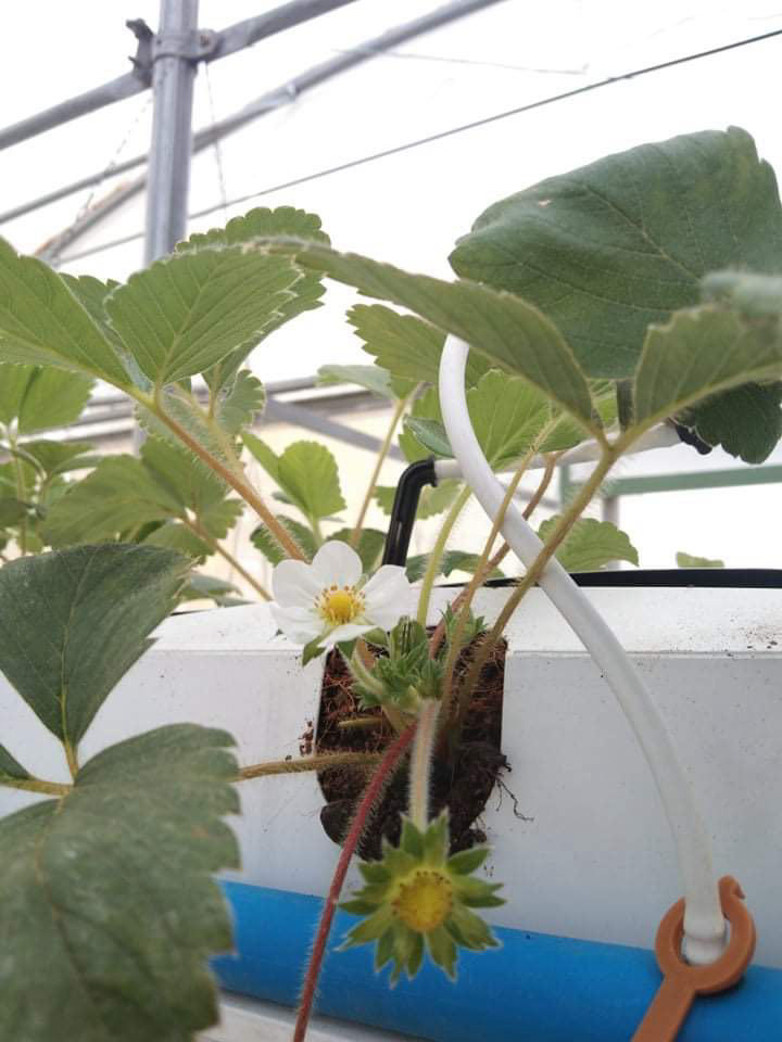 first_flower_strawberries_about_to_come