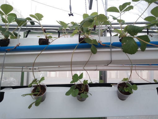 280sqm_seedlings_growing_from_runners