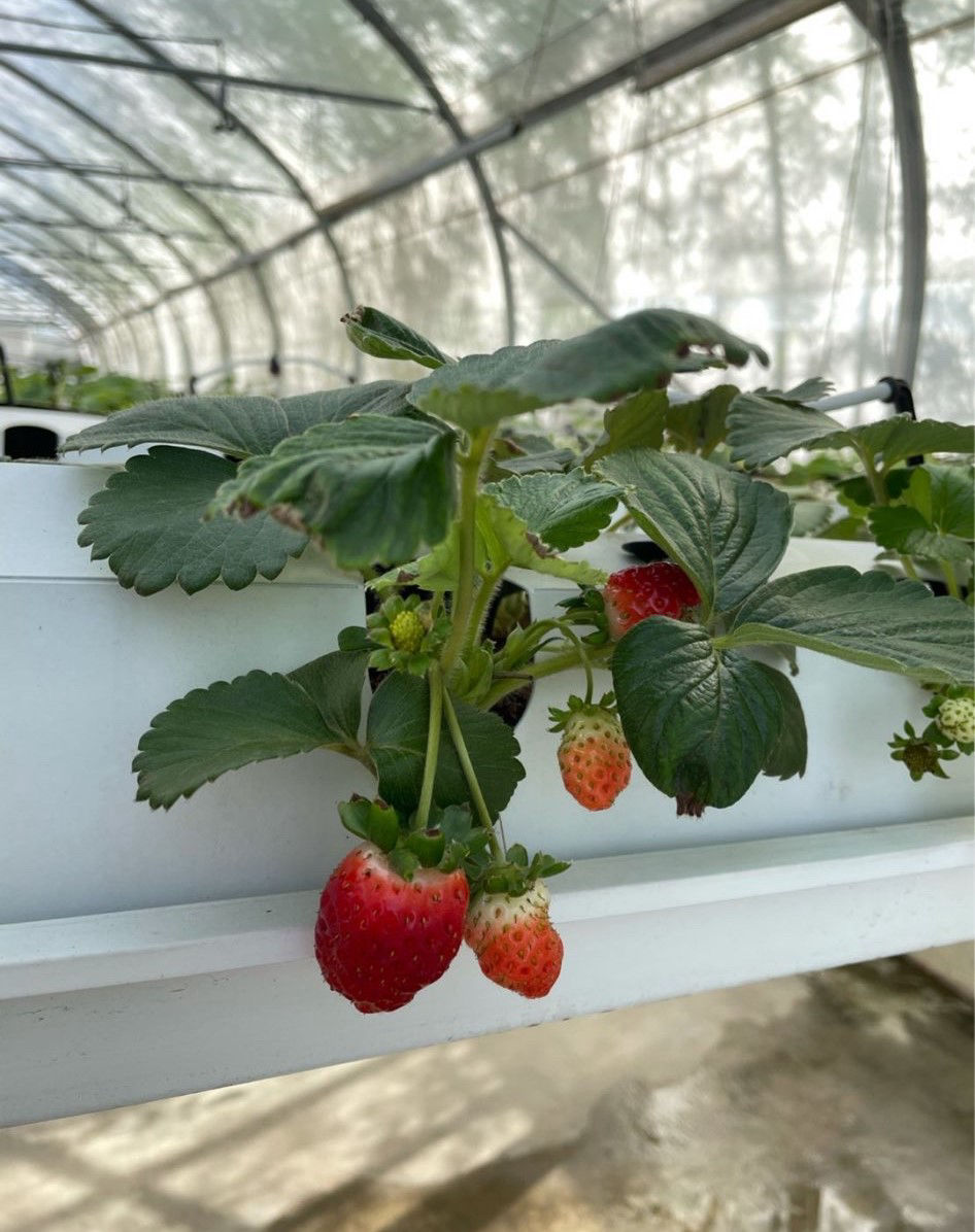 Strawberries_nethouse