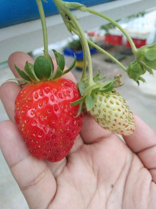 strawberries_qc_Philippines