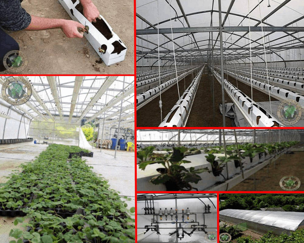 grow_strawberries_agrosheriff