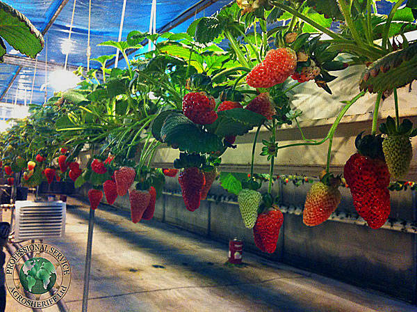 strawberries_hydraponics